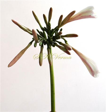  Inflorescence